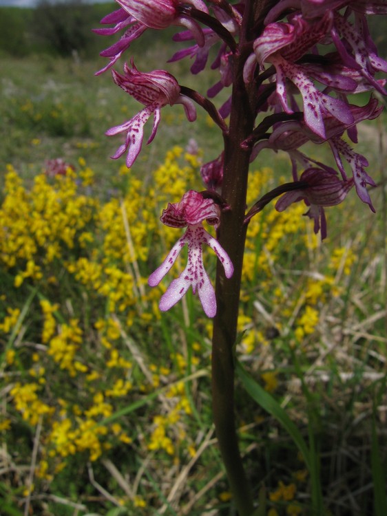 Orchis x hybrida